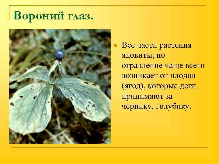Вороний глаз. n Все части растения ядовиты, но отравление чаще всего возникает от плодов