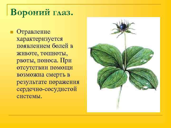 Вороний глаз. n Отравление характеризуется появлением болей в животе, тошноты, рвоты, поноса. При отсутствии