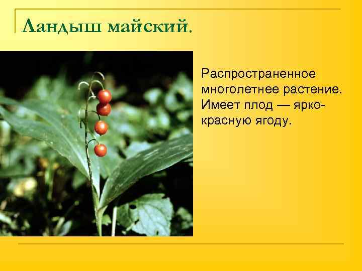Ландыш майский. n Распространенное многолетнее растение. Имеет плод — яркокрасную ягоду. 