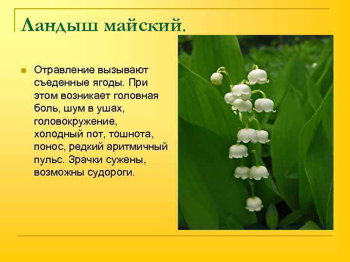 Ландыш майский. n Отравление вызывают съеденные ягоды. При этом возникает головная боль, шум в