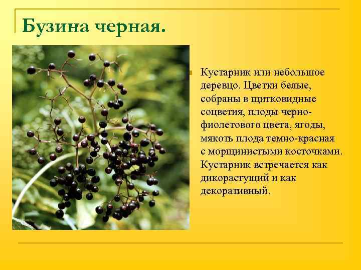Бузина черная. n Кустарник или небольшое деревцо. Цветки белые, собраны в щитковидные соцветия, плоды