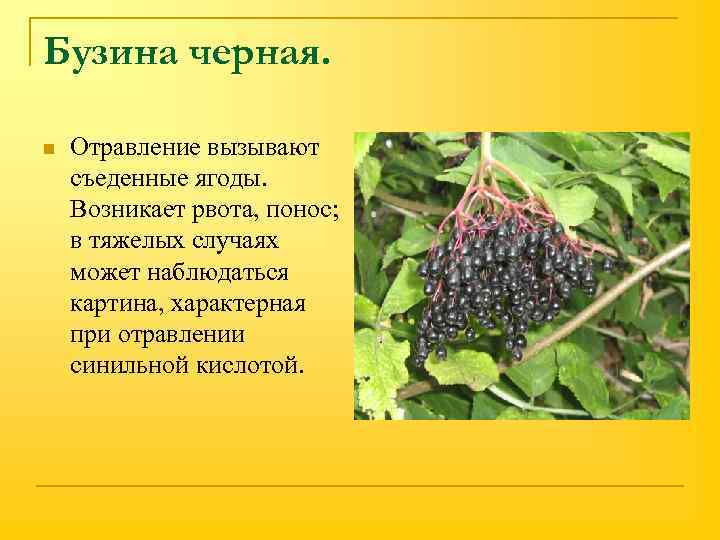 Бузина черная. n Отравление вызывают съеденные ягоды. Возникает рвота, понос; в тяжелых случаях может