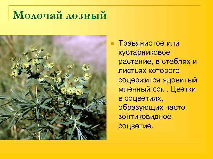 Молочай лозный n Травянистое или кустарниковое растение, в стеблях и листьях которого содержится ядовитый