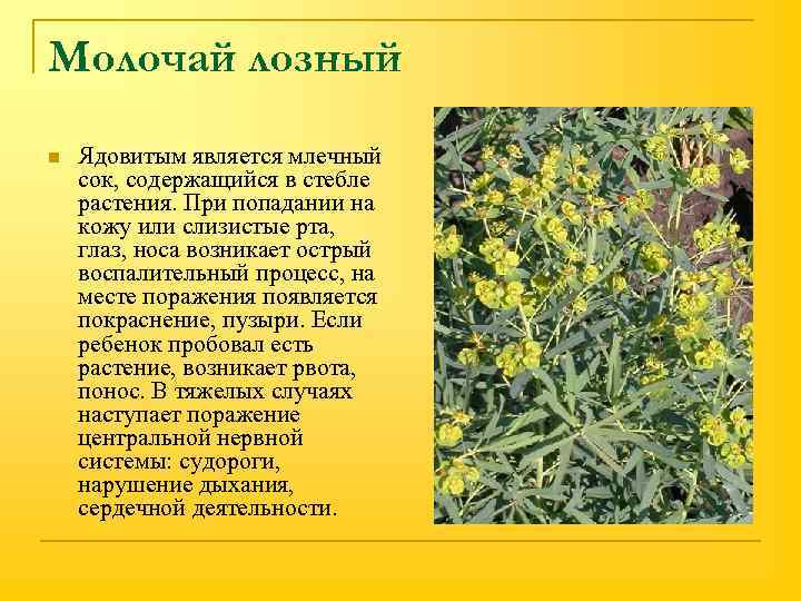 Молочай лозный n Ядовитым является млечный сок, содержащийся в стебле растения. При попадании на