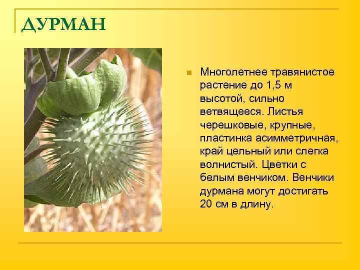 ДУРМАН n Многолетнее травянистое растение до 1, 5 м высотой, сильно ветвящееся. Листья черешковые,