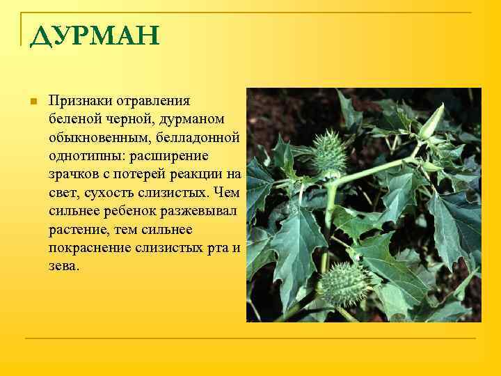 ДУРМАН n Признаки отравления беленой черной, дурманом обыкновенным, белладонной однотипны: расширение зрачков с потерей