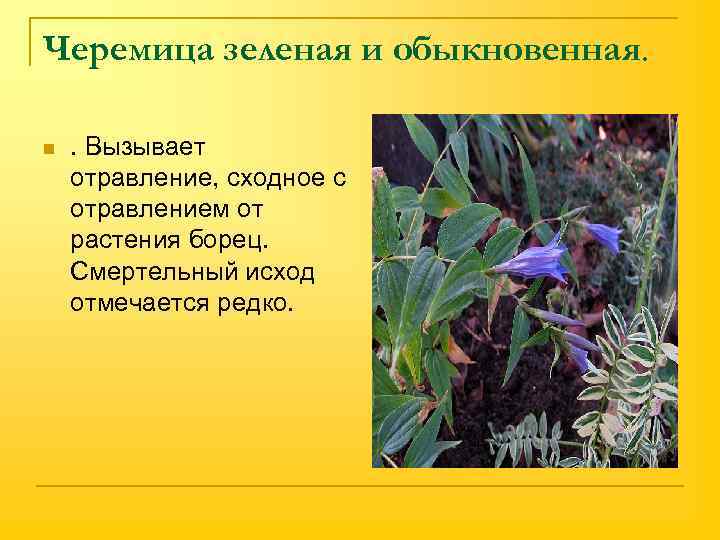 Черемица зеленая и обыкновенная. n . Вызывает отравление, сходное с отравлением от растения борец.
