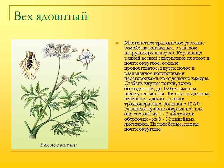 Вех ядовитый n Многолетнее травянистое растение семейства зонтичных, с запахом петрушки (сельдерея). Корневище ранней