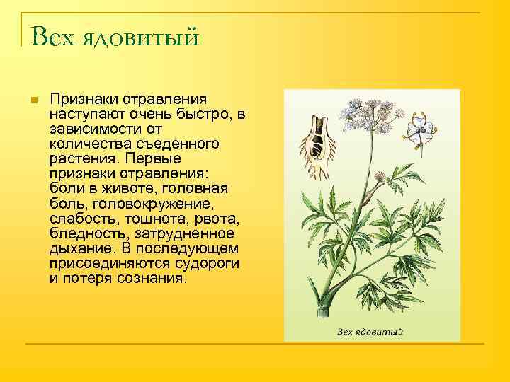 Вех ядовитый n Признаки отравления наступают очень быстро, в зависимости от количества съеденного растения.