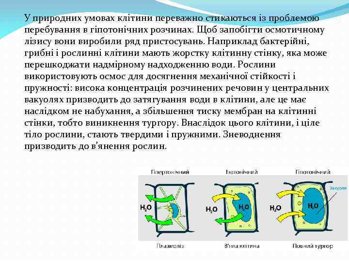 У природних умовах клітини переважно стикаються із проблемою перебування в гіпотонічних розчинах. Щоб запобігти