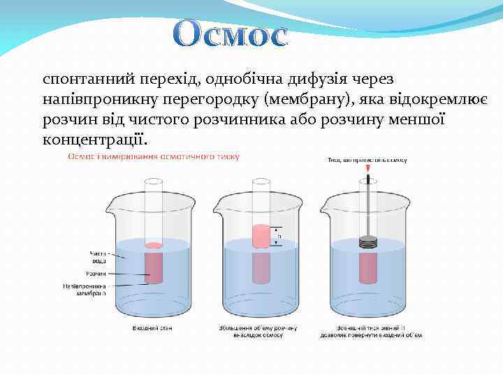 Осмос спонтанний перехід, однобічна дифузія через напівпроникну перегородку (мембрану), яка відокремлює розчин від чистого