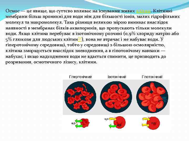 Осмос — це явище, що суттєво впливає на існування живих клітин. Клітинні мембрани більш