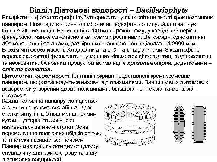 Відділ Діатомові водорості – Bacillariophyta Евкаріотичні фотоавтотрофні тубулокристати, у яких клітини вкриті кремнеземовим панциром.