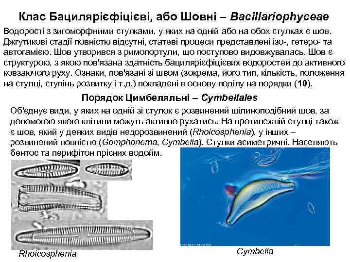 Клас Бацилярієфіцієві, або Шовні – Bacillariophyceae Водорості з зигоморфними стулками, у яких на одній