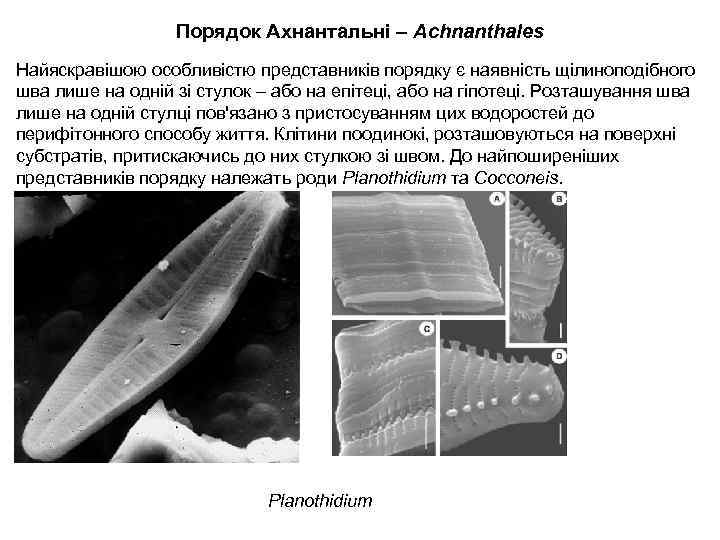 Порядок Ахнантальні – Achnanthales Найяскравішою особливістю представників порядку є наявність щілиноподібного шва лише на