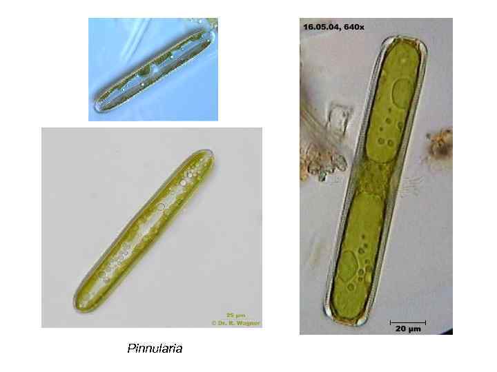 Pinnularia 