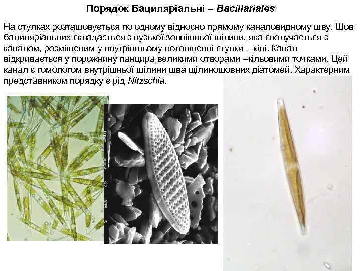 Порядок Бациляріальні – Bacillariales На стулках розташовується по одному відносно прямому каналовидному шву. Шов