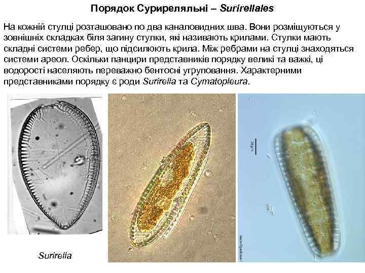 Порядок Суриреляльні – Surirellales На кожній стулці розташовано по два каналовидних шва. Вони розміщуються