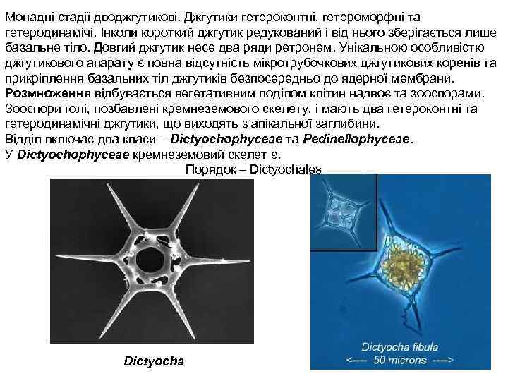 Монадні стадії дводжгутикові. Джгутики гетероконтні, гетероморфні та гетеродинамічі. Інколи короткий джгутик редукований і від