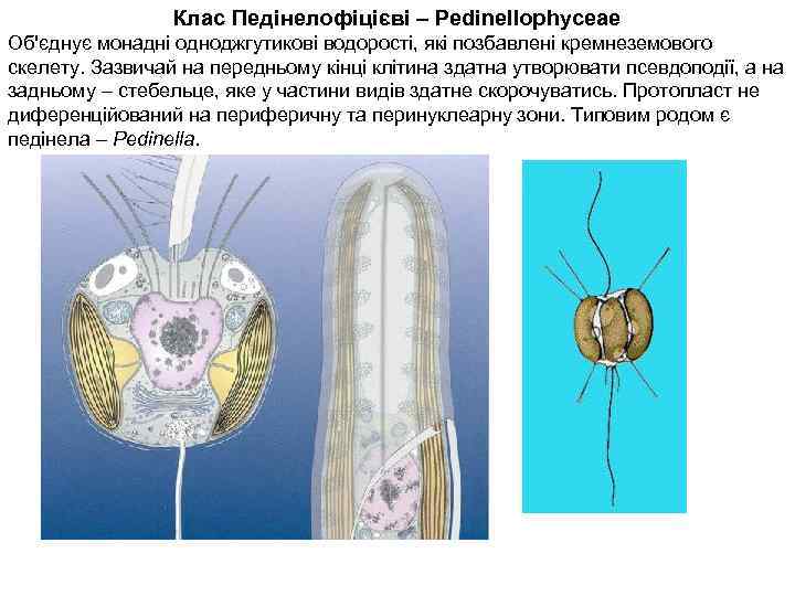 Клас Педінелофіцієві – Pedinellophyceae Об'єднує монадні одноджгутикові водорості, які позбавлені кремнеземового скелету. Зазвичай на