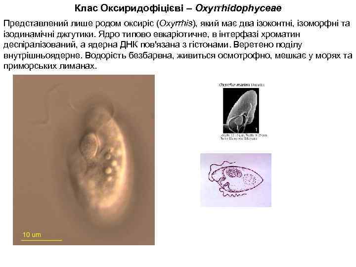 Клас Оксиридофіцієві – Oxyrrhidophyceae Представлений лише родом оксиріс (Oxyrrhis), який має два ізоконтні, ізоморфні