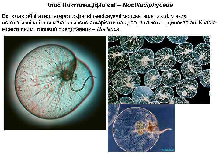 Клас Ноктилюціфіцієві – Noctiluciphyceae Включає облігатно гетеротрофні вільноіснуючі морські водорості, у яких вегетативні клітини
