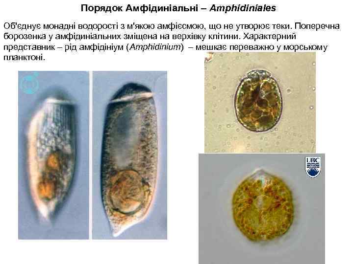 Порядок Амфідиніальні – Amphidiniales Об'єднує монадні водорості з м'якою амфієсмою, що не утворює теки.