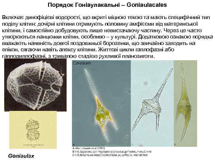 Порядок Гоніаулакальні – Goniaulacales Включає динофіцієві водорості, що вкриті міцною текою та мають специфічний