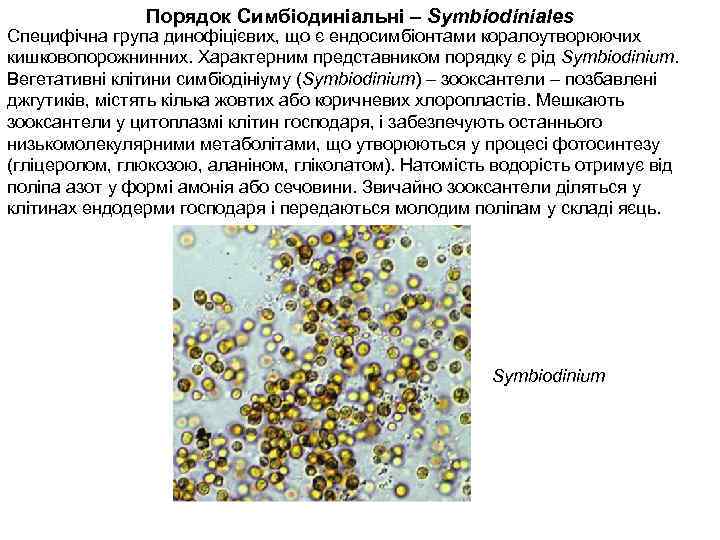 Порядок Симбіодиніальні – Symbiodiniales Специфічна група динофіцієвих, що є ендосимбіонтами коралоутворюючих кишковопорожнинних. Характерним представником