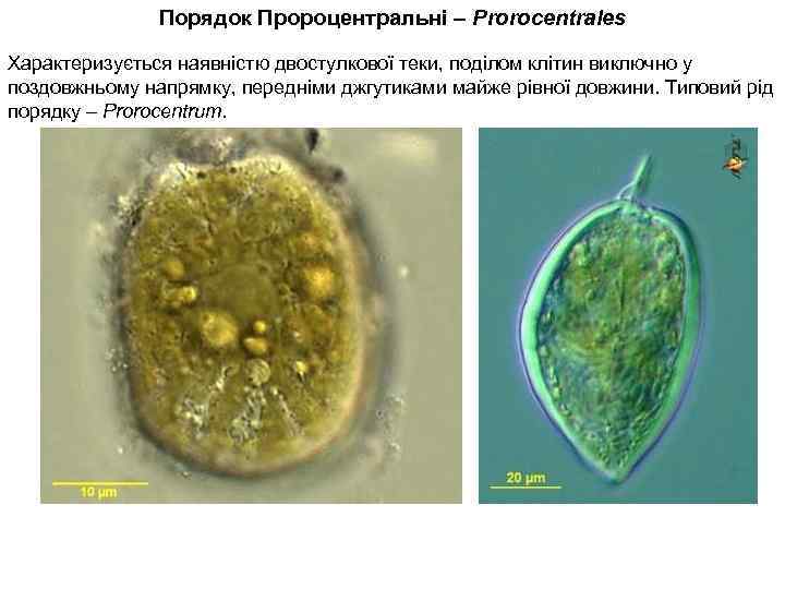 Порядок Пророцентральні – Prorocentrales Характеризується наявністю двостулкової теки, поділом клітин виключно у поздовжньому напрямку,
