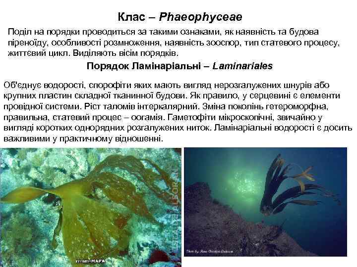 Клас – Phaeophyceae Поділ на порядки проводиться за такими ознаками, як наявність та будова