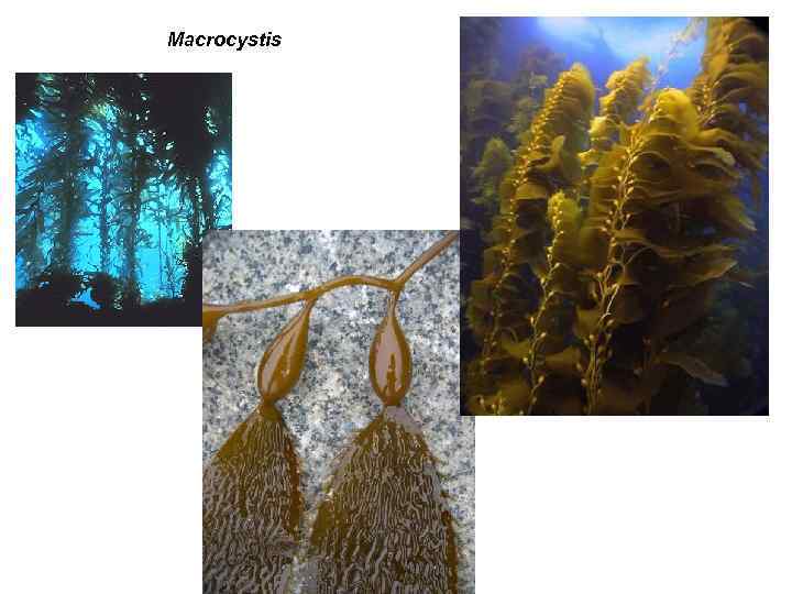 Macrocystis 