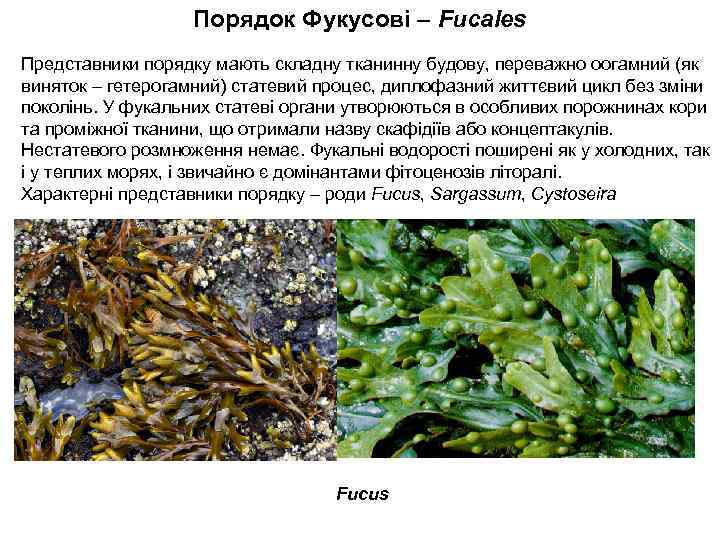 Порядок Фукусові – Fucales Представники порядку мають складну тканинну будову, переважно оогамний (як виняток