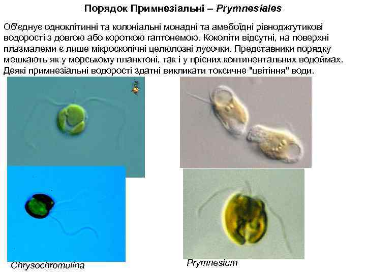 Порядок Примнезіальні – Prymnesiales Об'єднує одноклітинні та колоніальні монадні та амебоїдні рівноджгутикові водорості з