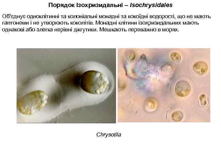 Порядок Ізохризидальні – Isochrysidales Об'єднує одноклітинні та колоніальні монадні та кокоїдні водорості, що не