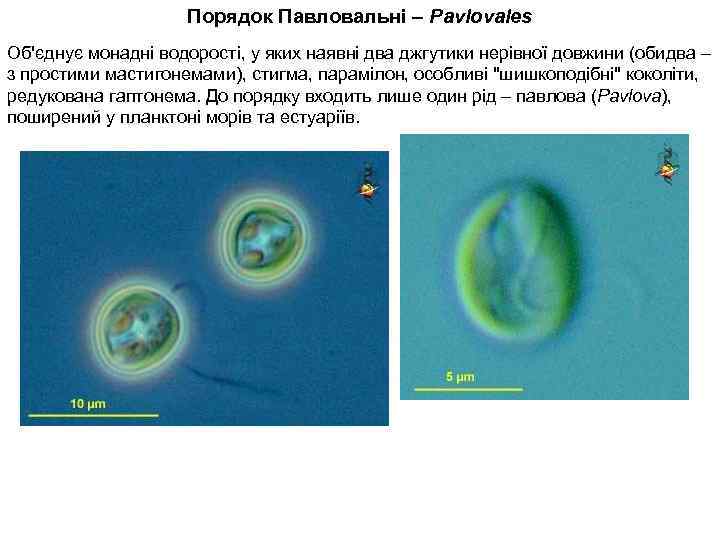 Порядок Павловальні – Pavlovales Об'єднує монадні водорості, у яких наявні два джгутики нерівної довжини