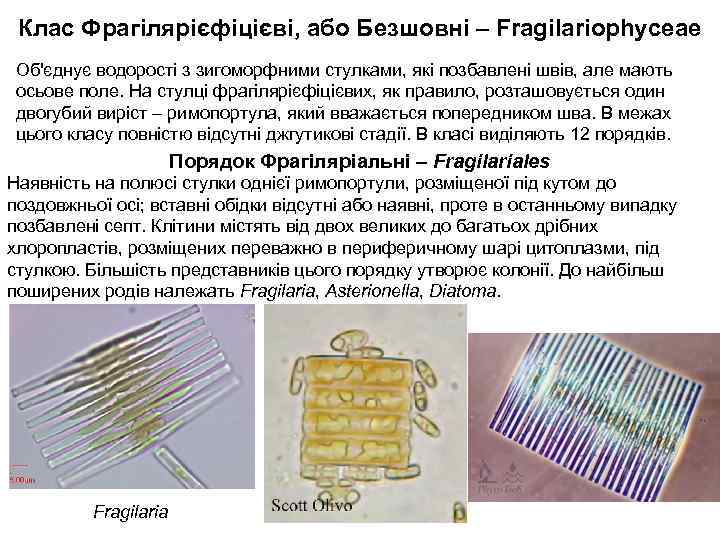 Клас Фрагілярієфіцієві, або Безшовні – Fragilariophyceae Об'єднує водорості з зигоморфними стулками, які позбавлені швів,