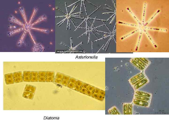 Asterionella Diatoma 