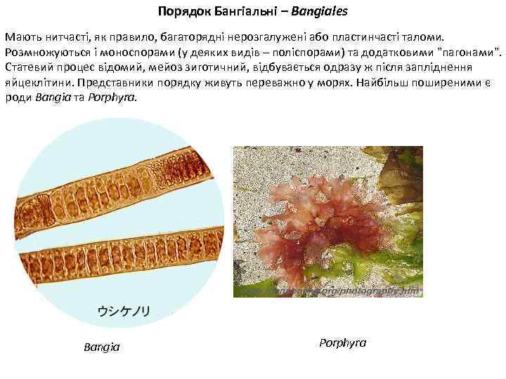 Порядок Бангіальні – Bangiales Мають нитчасті, як правило, багаторядні нерозгалужені або пластинчасті таломи. Розмножуються