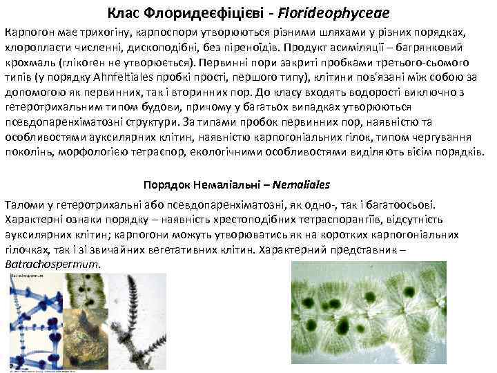 Клас Флоридеєфіцієві - Florideophyceae Карпогон має трихогіну, карпоспори утворюються різними шляхами у різних порядках,