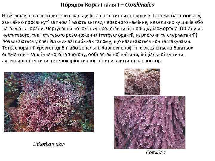 Порядок Коралінальні – Corallinales Найяскравішою особливістю є кальцифікація клітинних покривів. Таломи багатоосьові, звичайно просякнуті