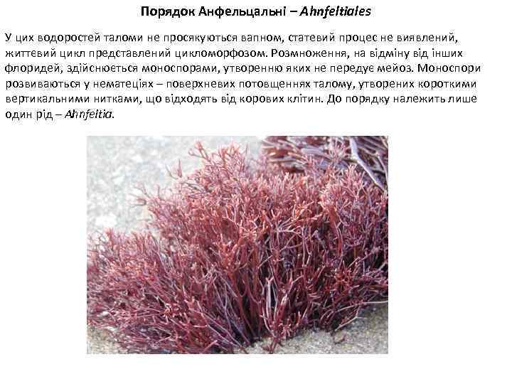 Порядок Анфельцальні – Ahnfeltiales У цих водоростей таломи не просякуються вапном, статевий процес не