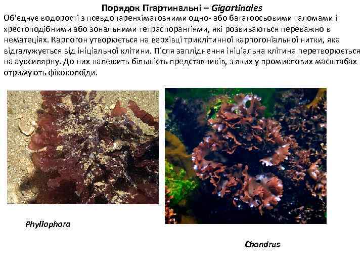 Порядок Гігартинальні – Gigartinales Об'єднує водорості з псевдопаренхіматозними одно- або багатоосьовими таломами і хрестоподібними