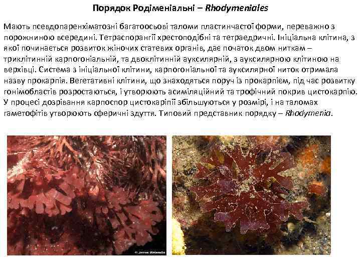 Порядок Родіменіальні – Rhodymeniales Мають псевдопаренхіматозні багатоосьові таломи пластинчастої форми, переважно з порожниною всередині.