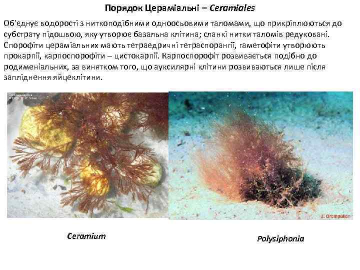 Порядок Цераміальні – Ceramiales Об'єднує водорості з ниткоподібними одноосьовими таломами, що прикріплюються до субстрату