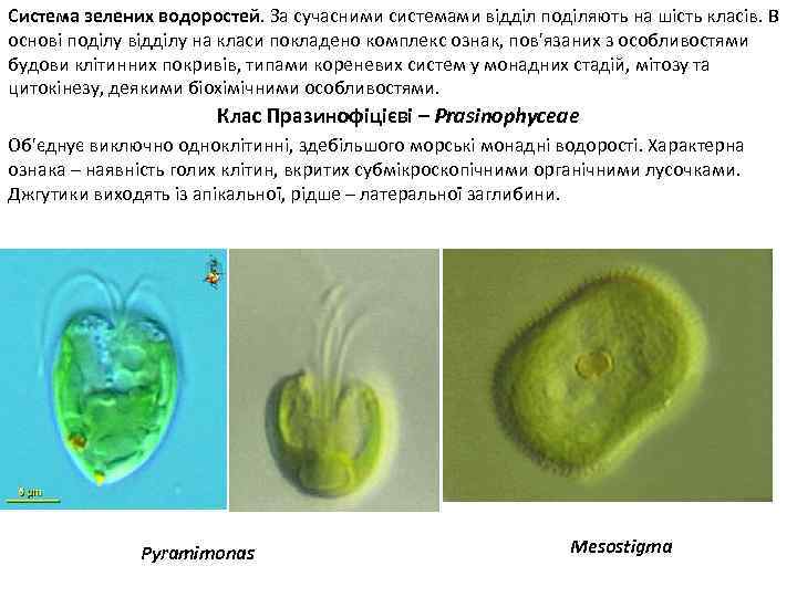 Система зелених водоростей. За сучасними системами відділ поділяють на шість класів. В основі поділу