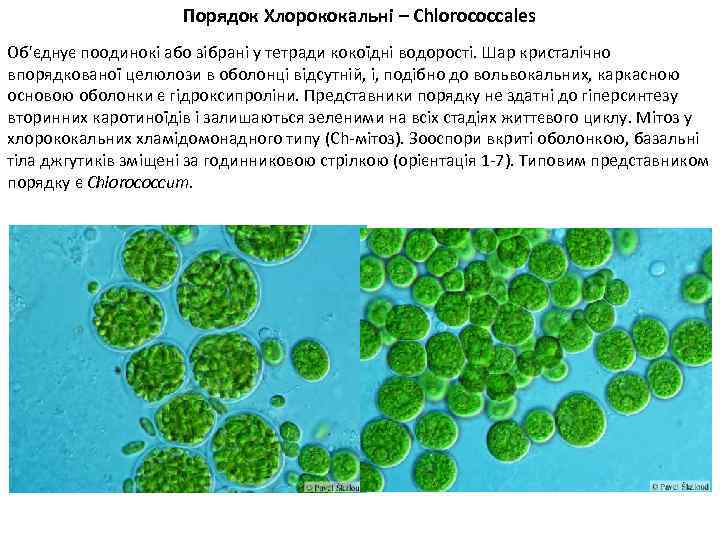 Порядок Хлорококальні – Chlorococcales Об'єднує поодинокі або зібрані у тетради кокоїдні водорості. Шар кристалічно
