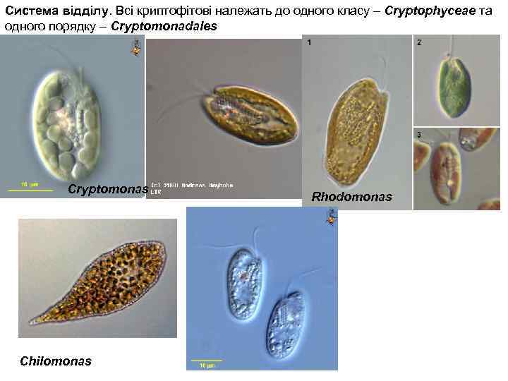 Система відділу. Всі криптофітові належать до одного класу – Cryptophyceae та одного порядку –