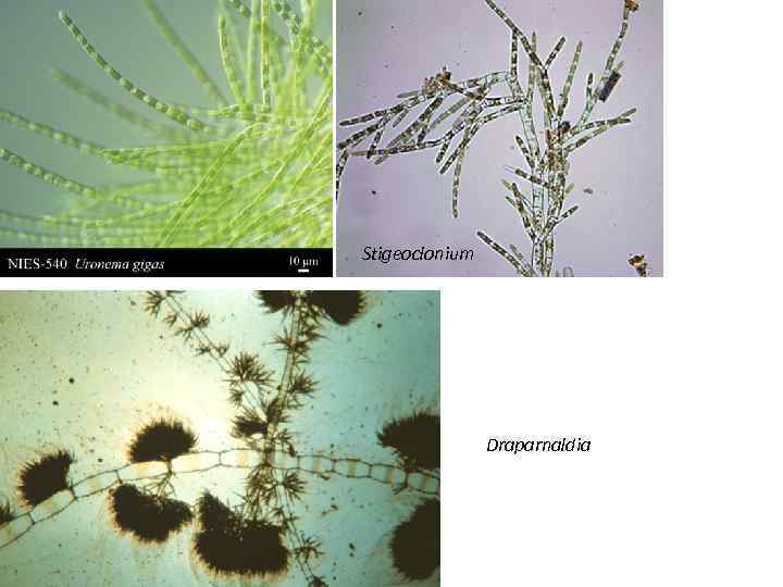 Stigeoclonium Draparnaldia 