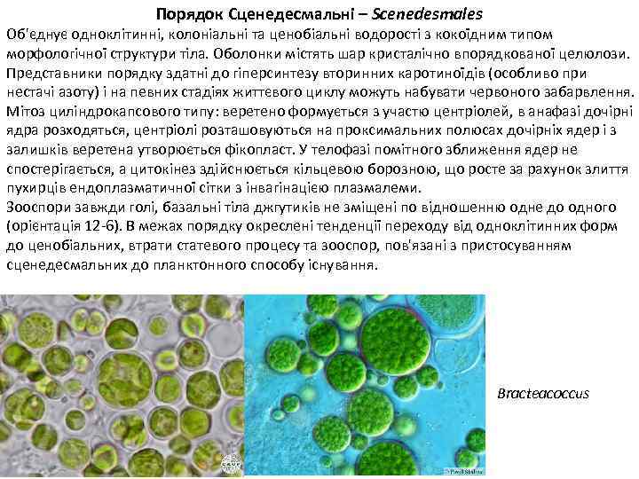 Порядок Сценедесмальні – Scenedesmales Об'єднує одноклітинні, колоніальні та ценобіальні водорості з кокоїдним типом морфологічної